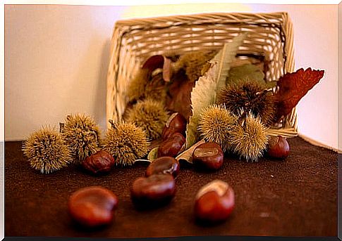 Chestnuts, a dry fruit with great nutritional value