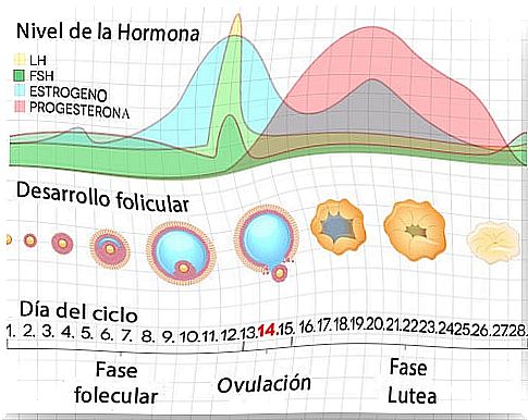 Follicle Stimulating Hormone Values