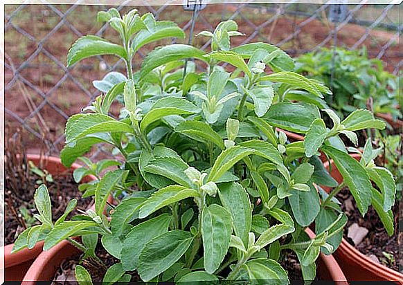 Stevia plant