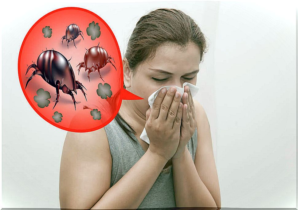 mite allergy