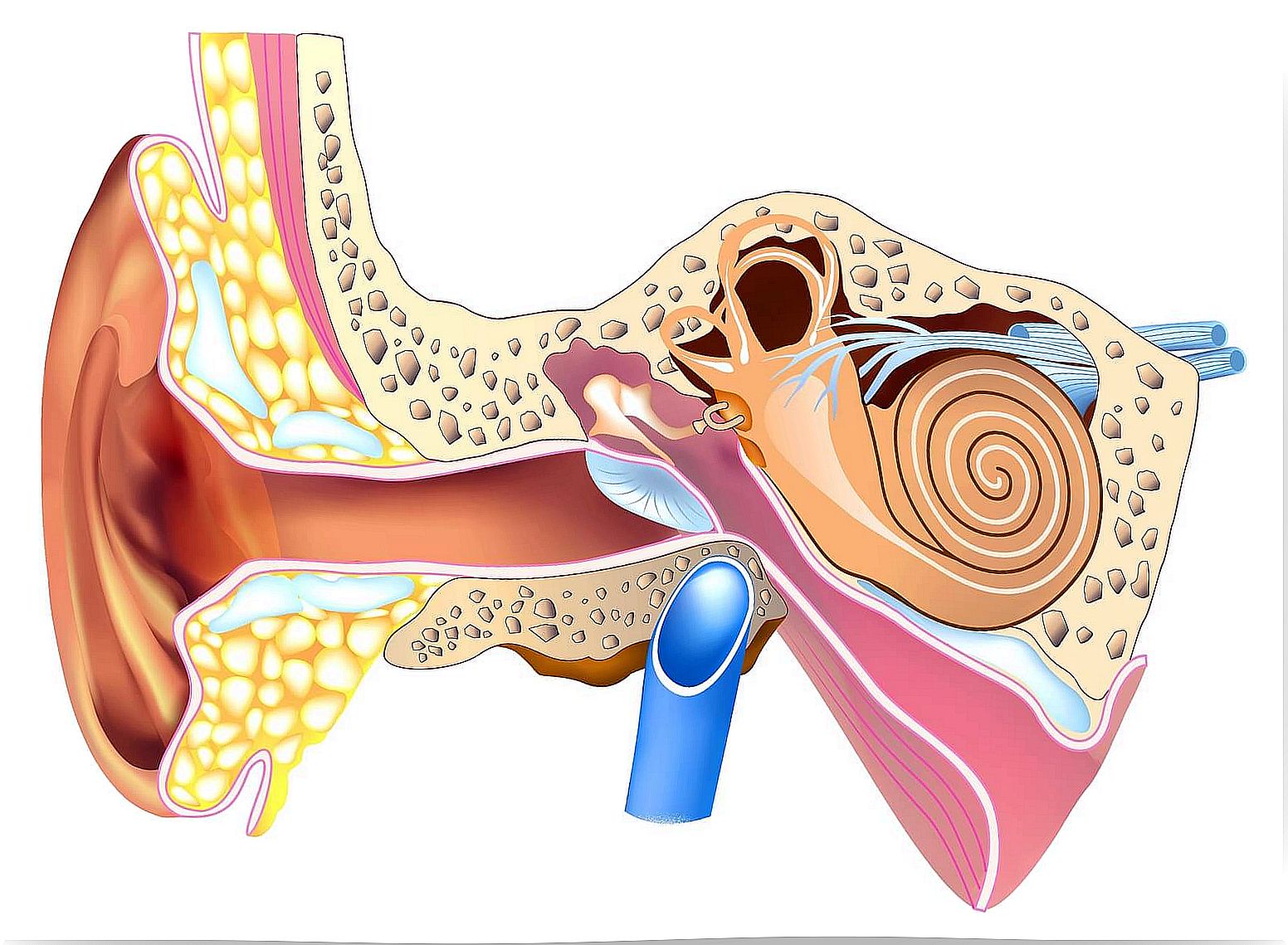 Ear anatomy.