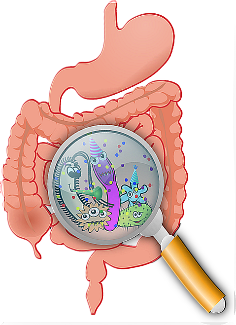 A good intestinal flora