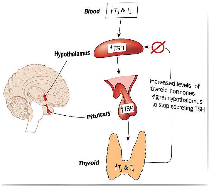 Regulation of the hypothalamic - pituitary - thyroid axis