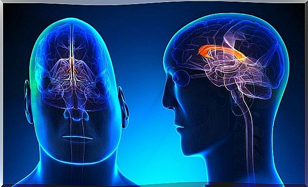 corpus callosum of the brain