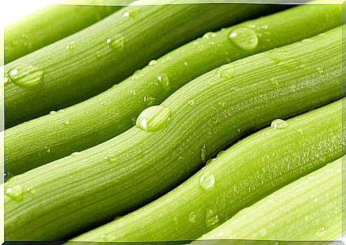 Celery has abortifacient properties.