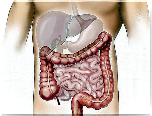 normal gut microbiota